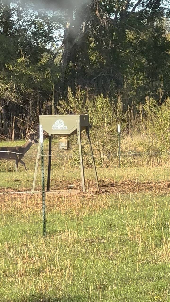 Whitetail buck walking past a protein feeder at the edge of the timber