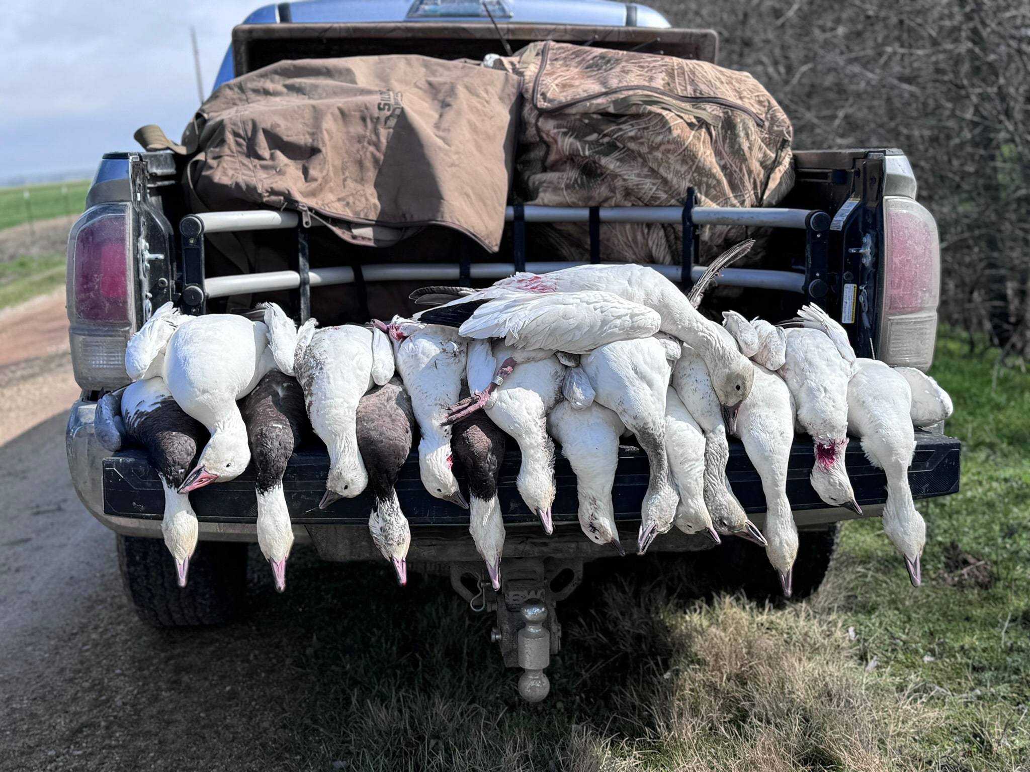Tailgate of a pickup lined with snow geese and blue-phase geese, decoy bags in the bed