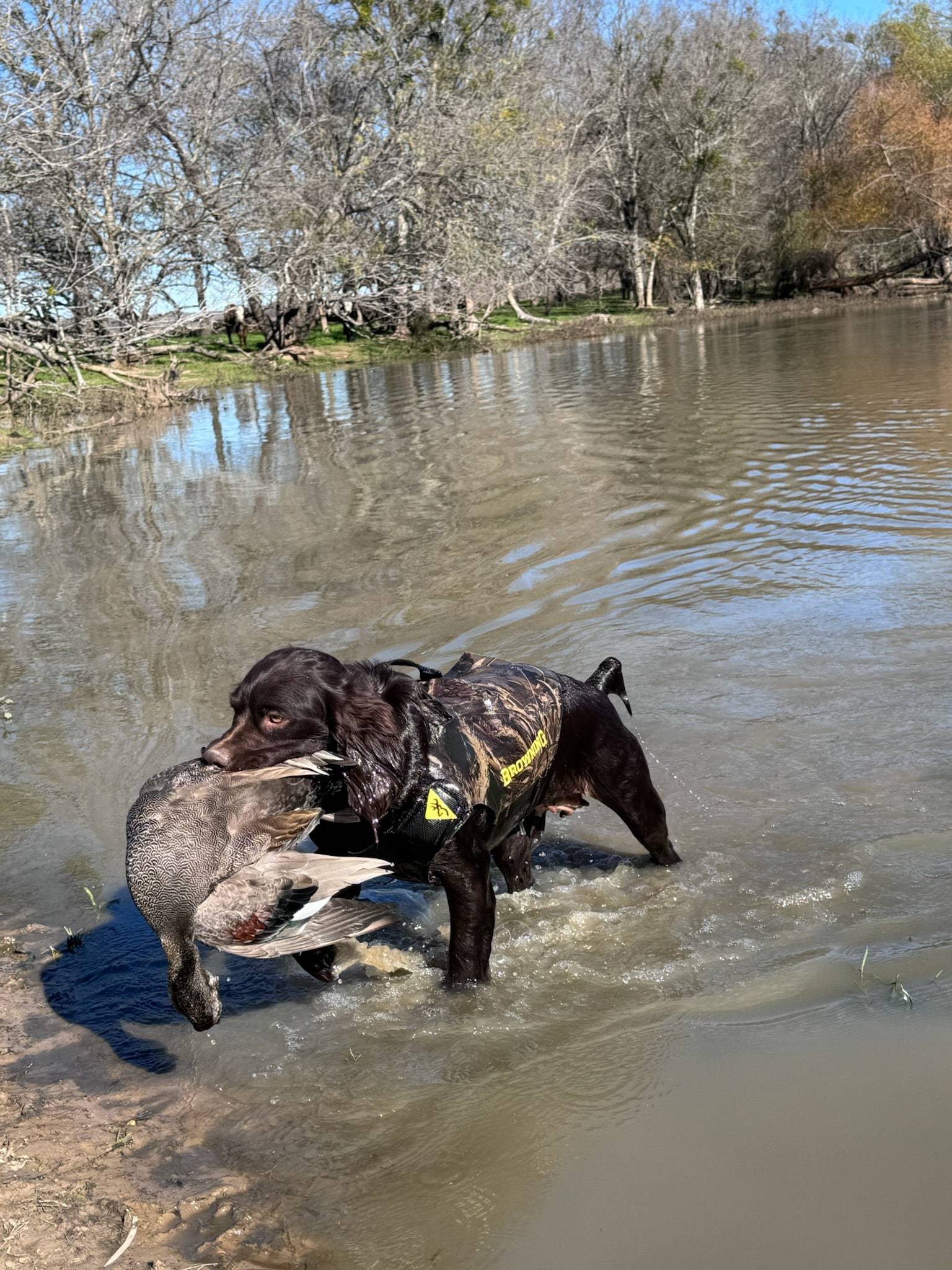 Brown spaniel in a camo vest wading out of a pond with a drake gadwall in its mouth